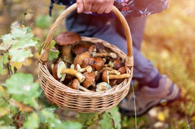 Immagine raccolta funghi